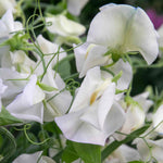 Sweet Pea 'romeo', Fragrant Flowers Seeds | 21 Seeds