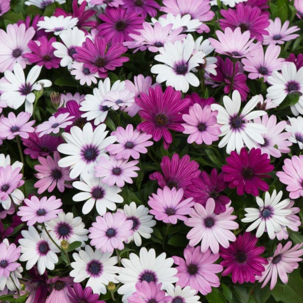 Osteospermum Akila Berries & Cream Mix African Daisy Garden Ready Plants | 12 x Garden Ready Plants
