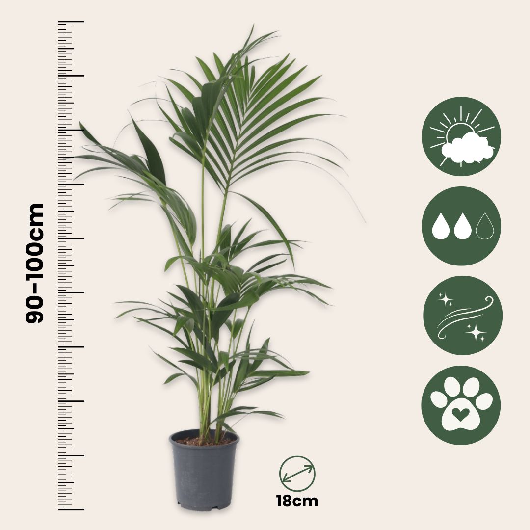 Kentia Palm - Howea Forsteriana - Height 90-100cm - ⌀18cm | Set-of-1 | Green