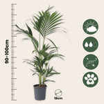 Kentia Palm - Howea Forsteriana - Height 90-100cm - ⌀18cm | Set-of-1 | Green