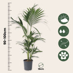 Kentia Palm - 2 Pcs. - Howea Forsteriana - Height 90-100cm - ⌀18cm | Set of 2 | Green