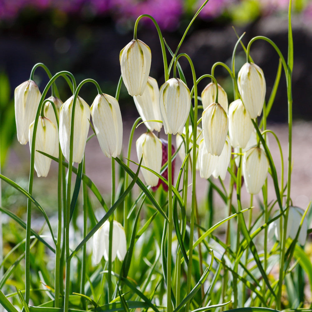 Hayloft Tranquil Fritillaria Collection - Pack Of 70 Bulbs