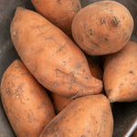 Beauregard Sweet Potato Rooted Slips | Set of 5