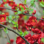 Chaenomeles X Superba Crimson And Gold Japanese Quince Flowering Shrub Plant
