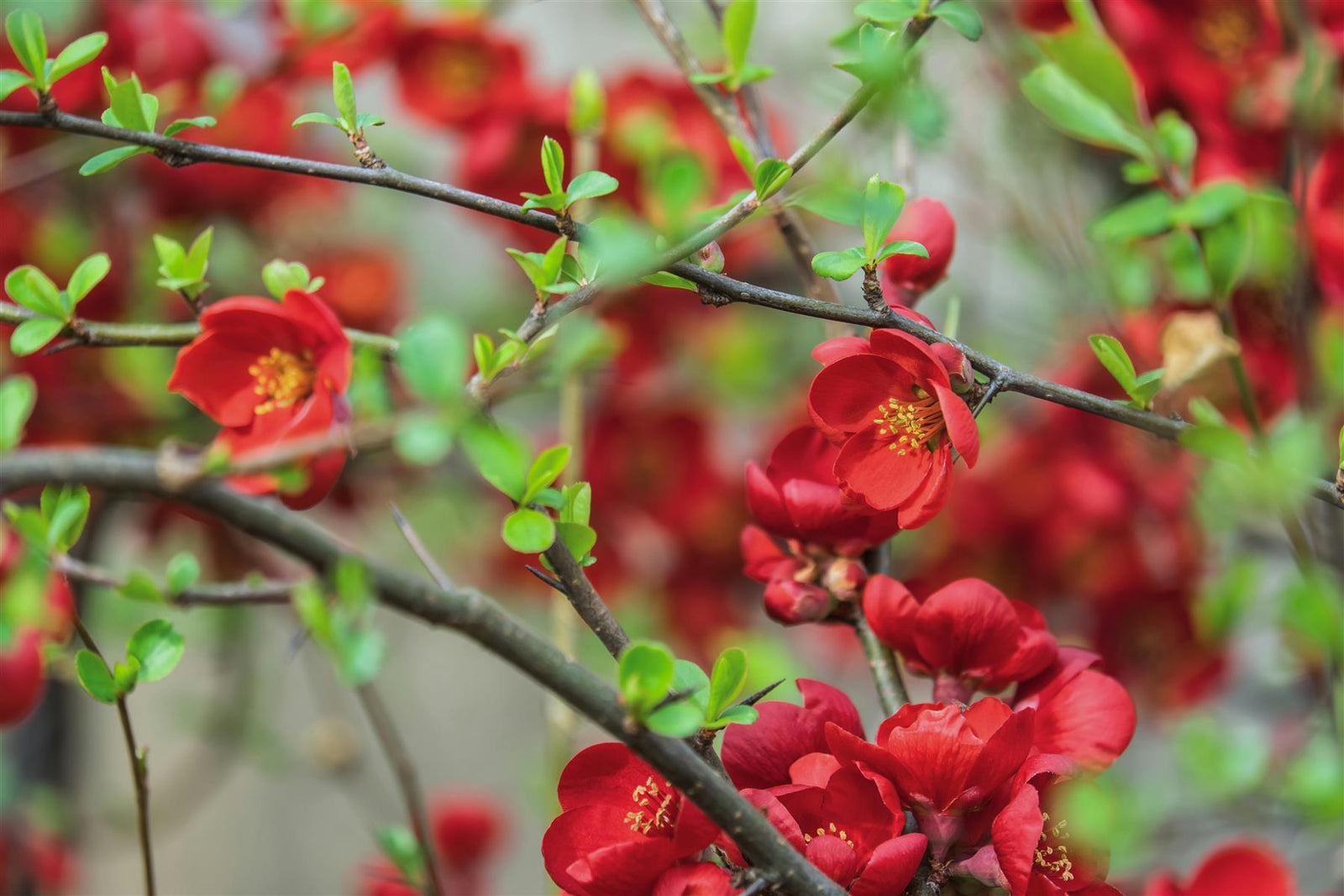 Chaenomeles X Superba Crimson And Gold Japanese Quince Flowering Shrub Plant