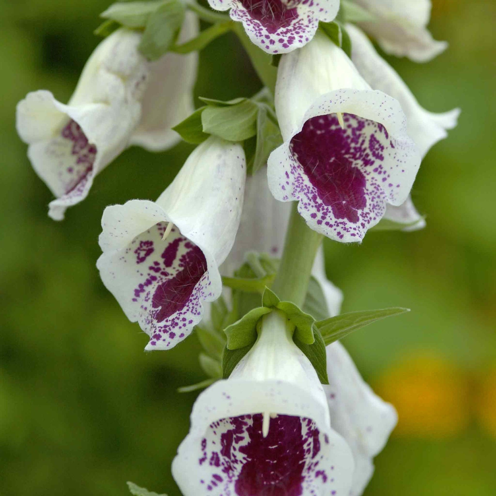 Foxglove 'bubbly Pink' F1 Seeds | 12 Seeds