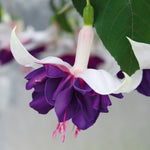 Hayloft ‘dazzling Fuchsia Double Collection’ - plug plants