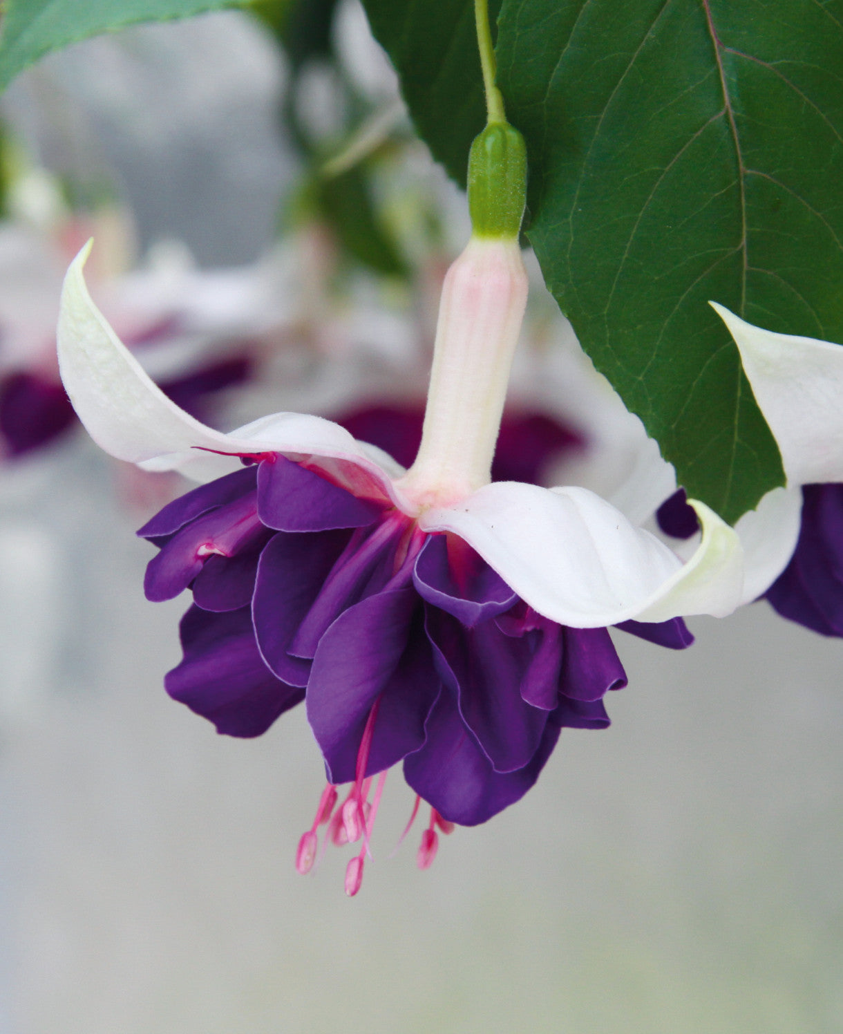 Hayloft ‘dazzling Fuchsia Double Collection’ - plug plants
