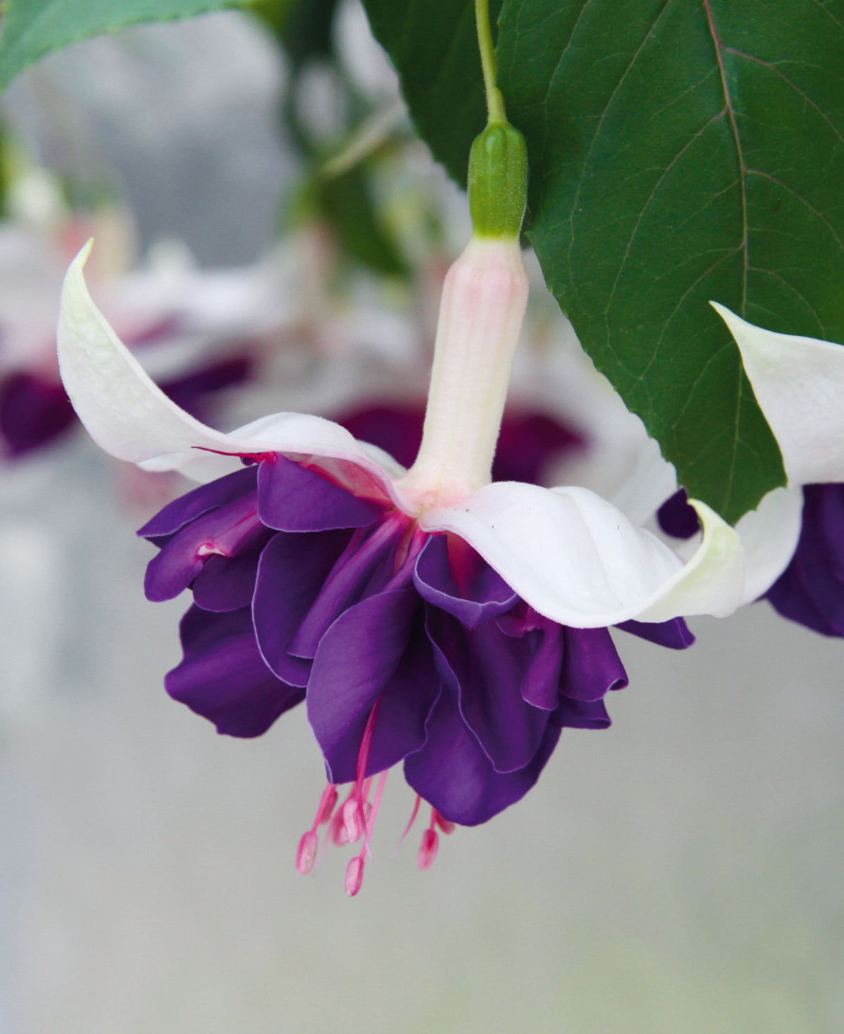‘dazzling Fuchsia Double Collection’ - plug plants | Set of 25 | Multi