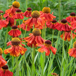 Helenium Indian Summer Mix - Bare Roots
