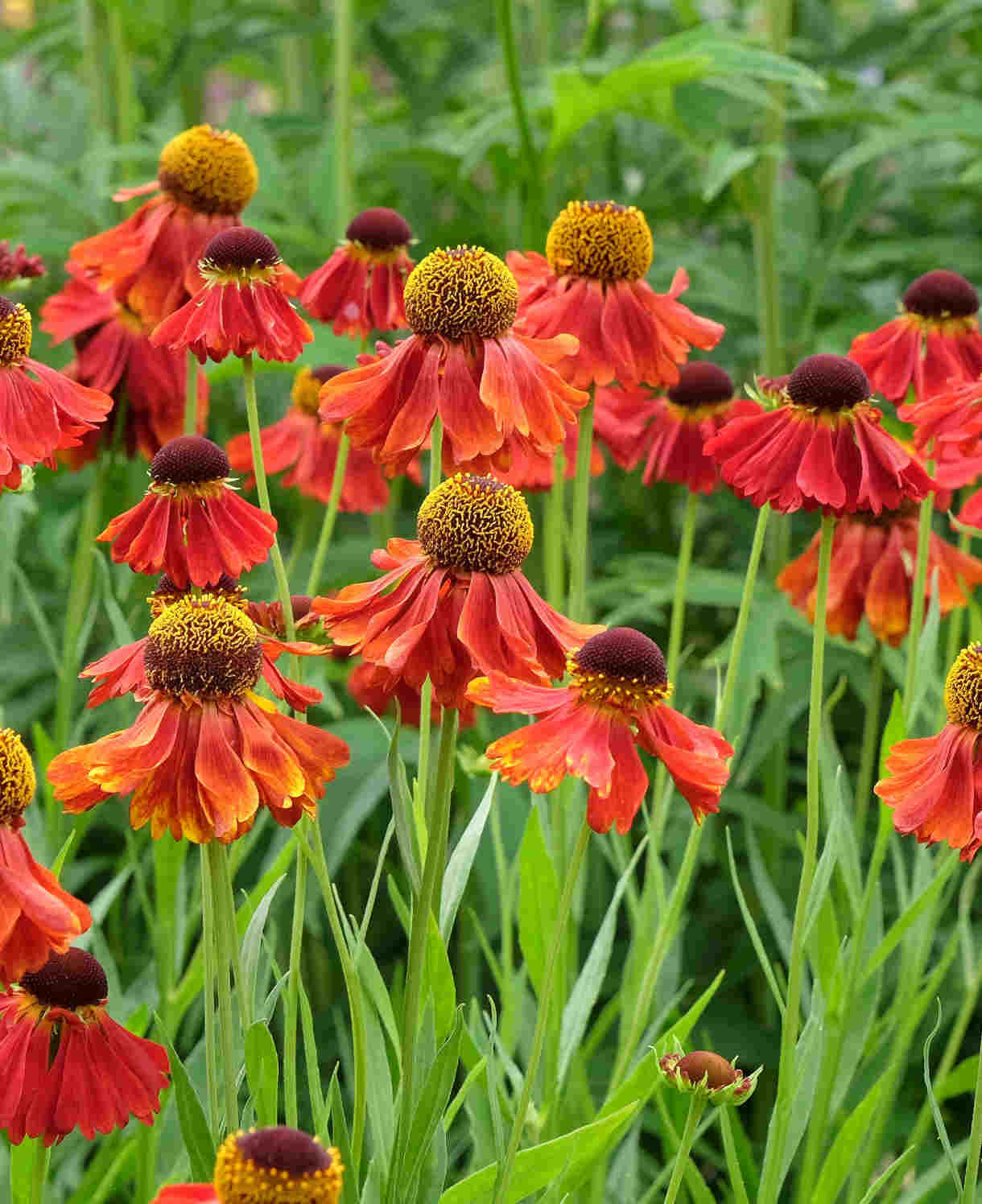 Helenium Indian Summer Mix - Bare Roots
