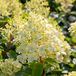Hydrangea 'hercules' Enormous 40cm Flowerheads | 1 x 3L | Green