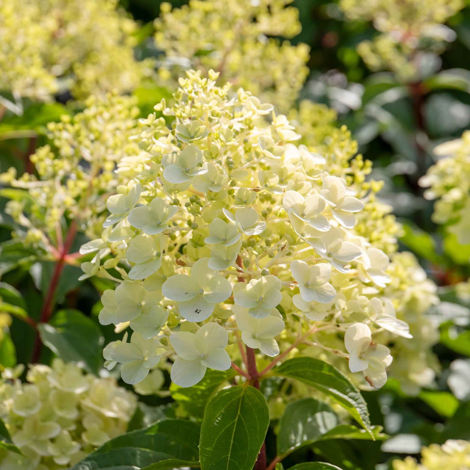 Hydrangea 'hercules' Enormous 40cm Flowerheads | 1 x 3L | Green