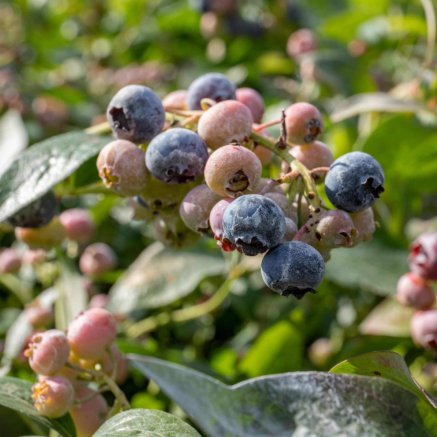 Blueberry Plant 'goldtraube' — Late-season, Self-fertile, Sweet Berries | 5l