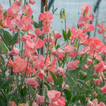 Sweet Pea Princess Elizabeth Spencer-type Seeds | 21 Seeds