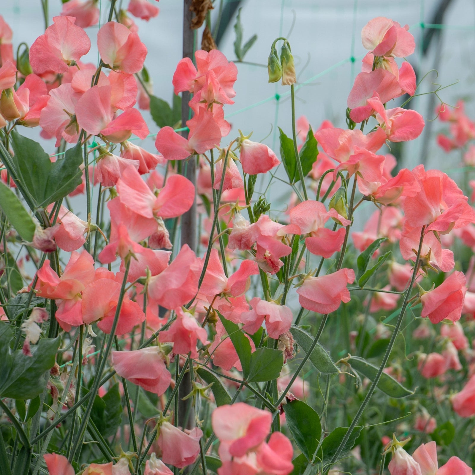 Sweet Pea Princess Elizabeth Spencer-type Seeds | 21 Seeds