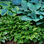 Slug Resistant Hosta Collection - 3 Bare Roots 1 Of Each