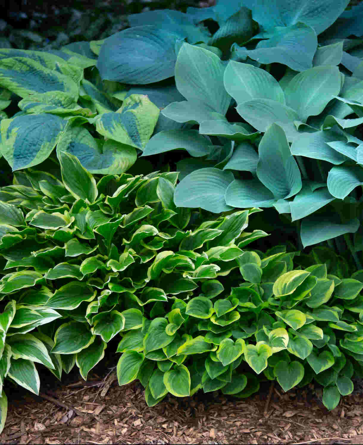 Slug Resistant Hosta Collection - 3 Bare Roots 1 Of Each