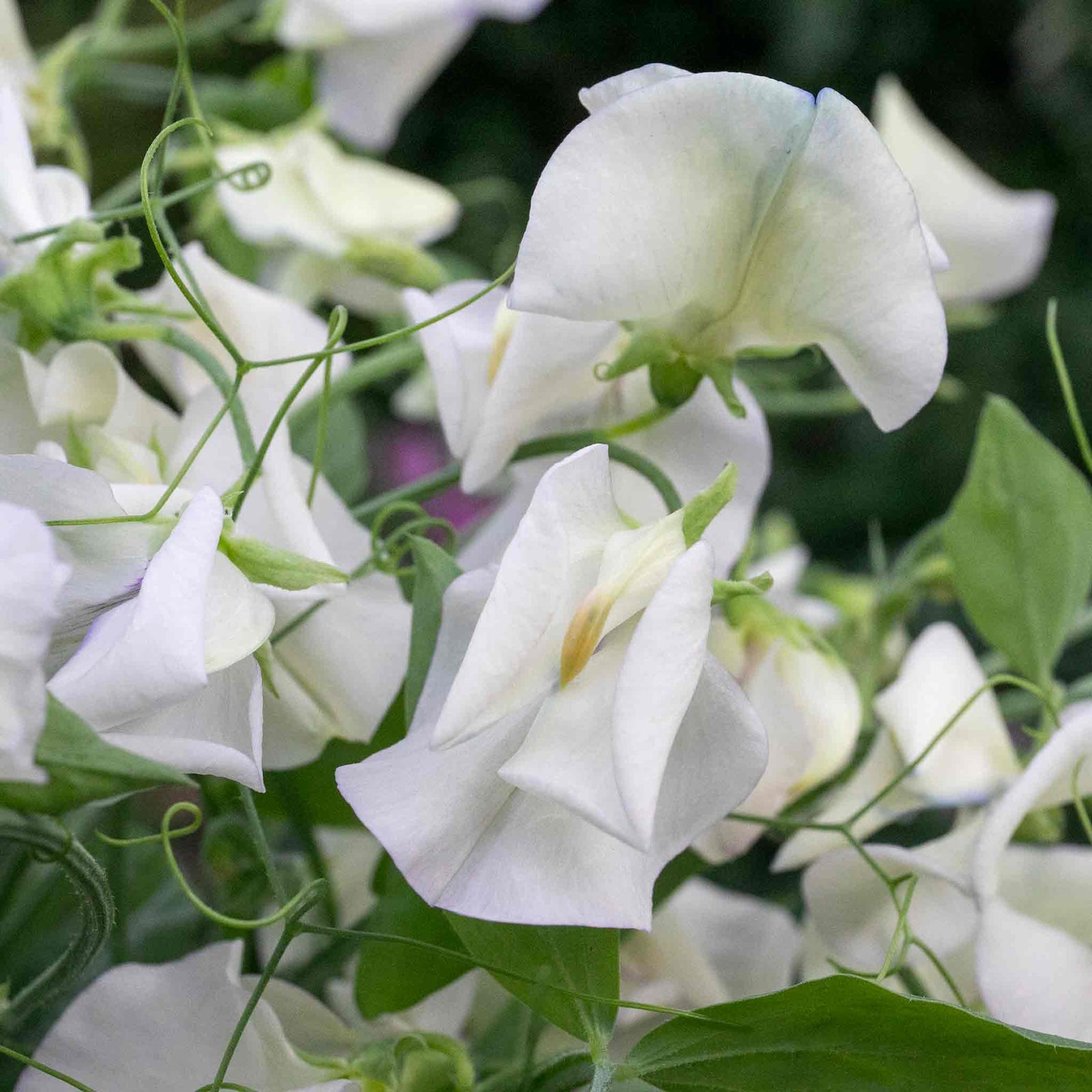 Sweet Pea 'romeo', Fragrant Flowers Seeds | 21 Seeds
