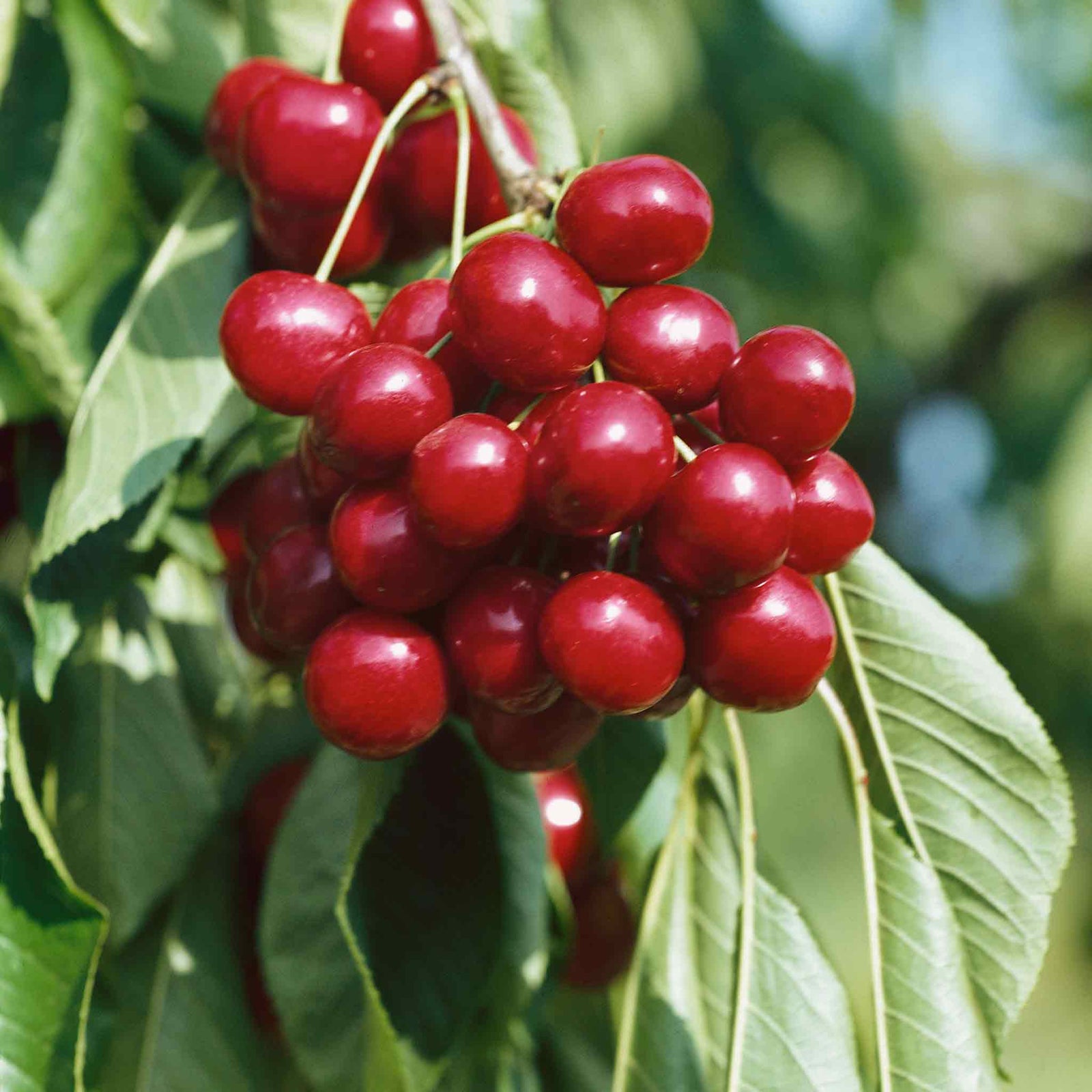 Garden Cherry 'sunburst' | 1 x Bare Root | Red