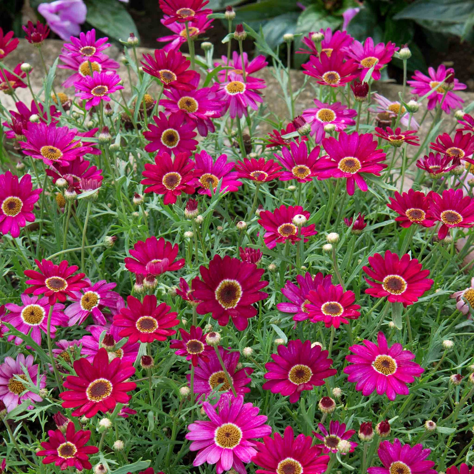 Argyranthemum 'grandaisy Deep Red' Bedding Plant For Pots & Borders 40-60 Cm | 6 x Plug Plants