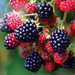 Blackberry Plant 'black Satin', Thornless Hardy Fruit Plant | 1 x 2L