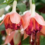Epic Double Fuchsia Collection - 9 Young Plant 3 Of Each