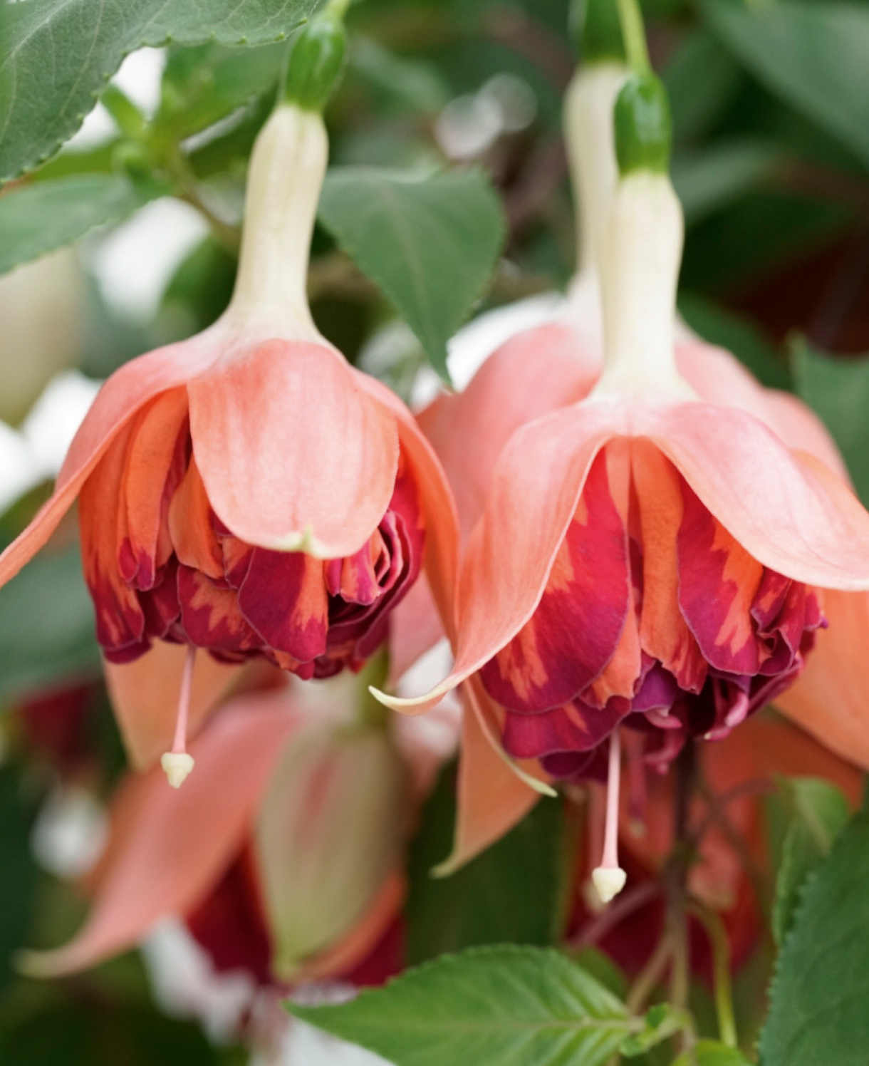 Epic Double Fuchsia Collection - 9 Young Plant 3 Of Each