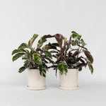 Prayer Plant - 2 Pcs. - Calathea Lietzei 'white Fusion' - Height 30-40cm - ⌀14cm | Set of 2 | Green