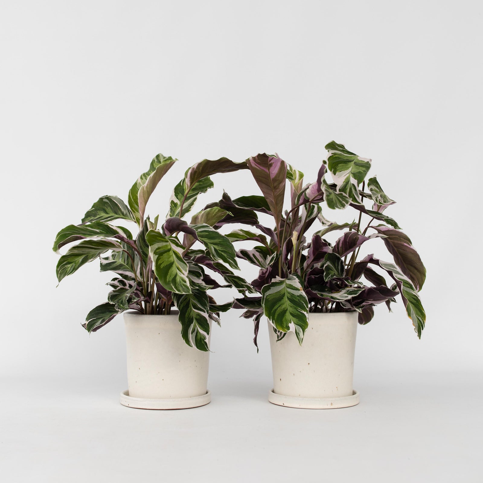 Prayer Plant - 2 Pcs. - Calathea Lietzei 'white Fusion' - Height 30-40cm - ⌀14cm | Set of 2 | Green
