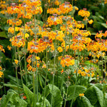 Primula Bulleyana - 9cm Pot | 1 x 9cm | Yellow