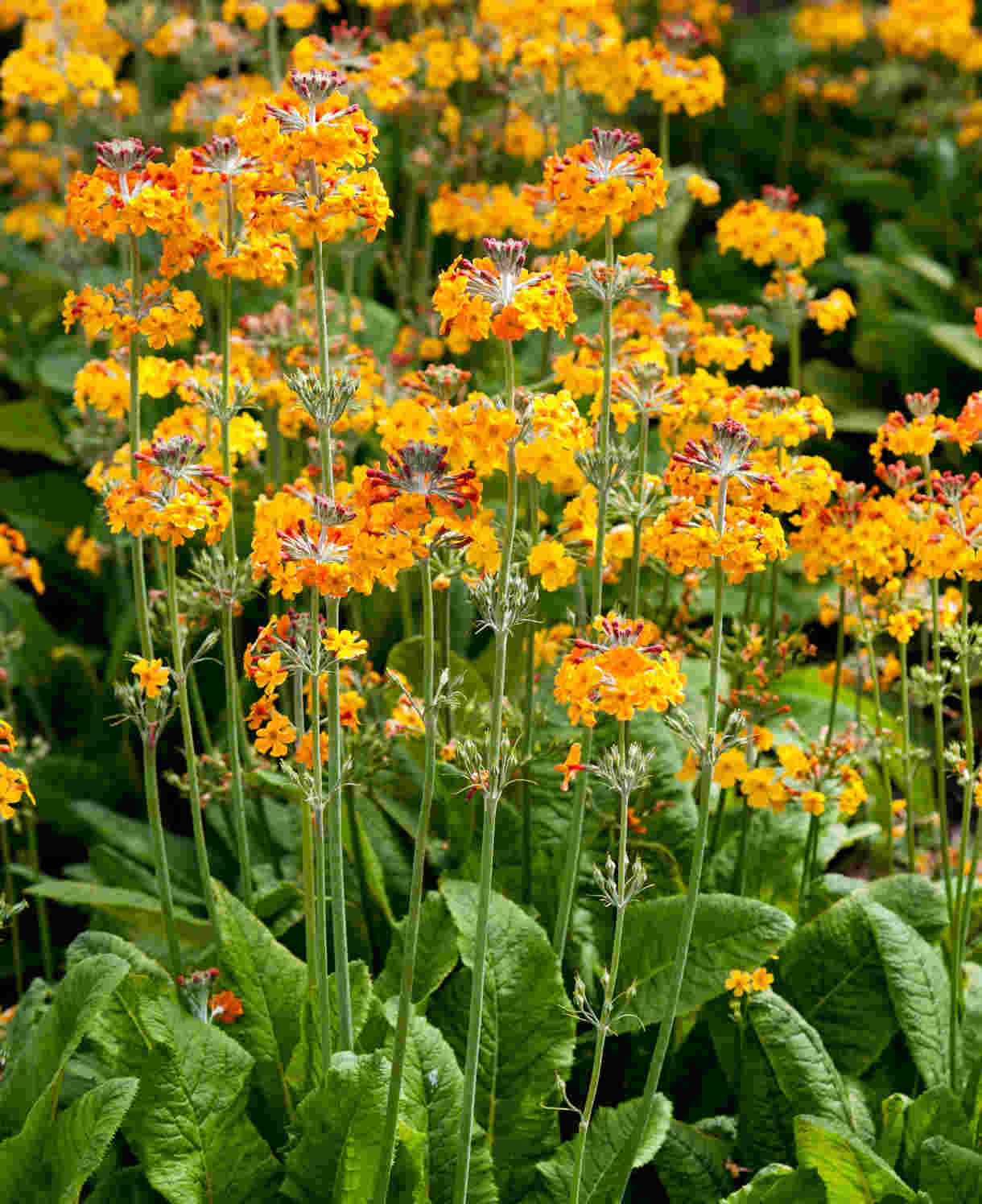 Primula Bulleyana - 9cm Pot | 3 x 9cm | Yellow