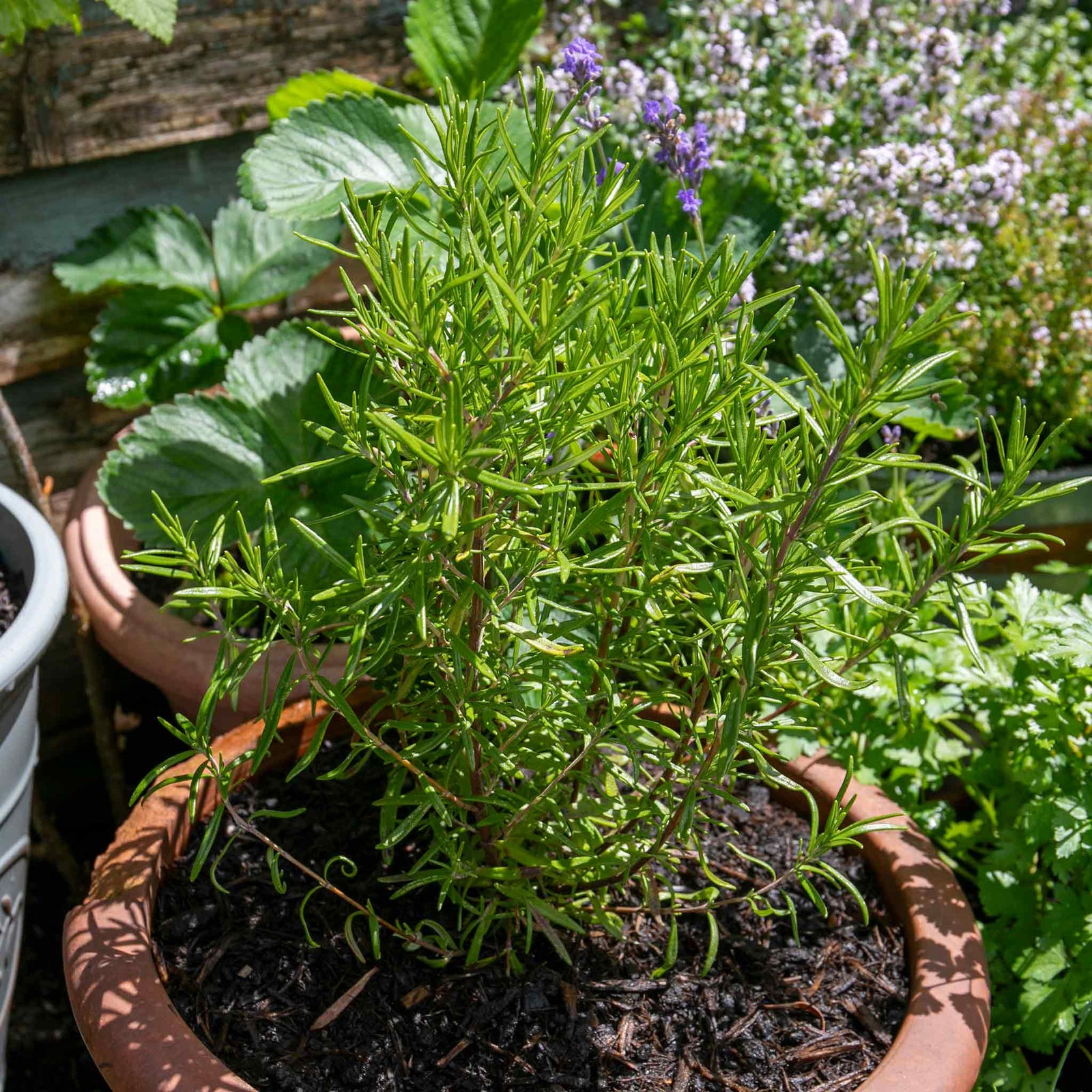 Rosemary 'upright' - Hardy Aromatic Herb | 3 x Plug Plants | Purple