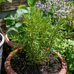 Rosemary 'upright' - Hardy Aromatic Herb | 6 x Plug Plants | Purple