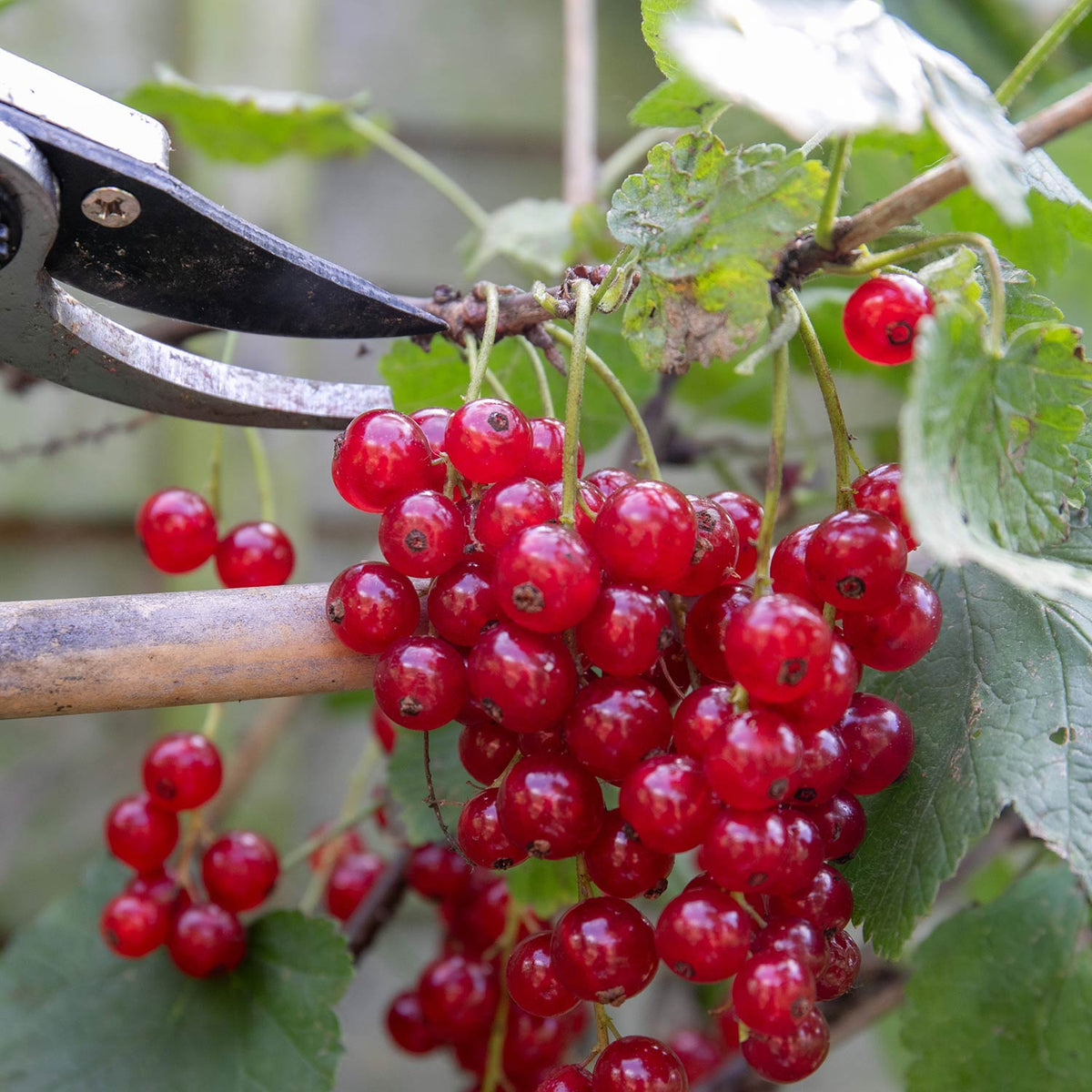 Redcurrant 'rovada' Bare-root Plant High Yield Pollinator-friendly Bare Root | Set of 3 | Red