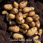 Seed Potato Small Plot Collection  (nicola, Red Duke Of York, King Edward) | Set of 1 | Multi
