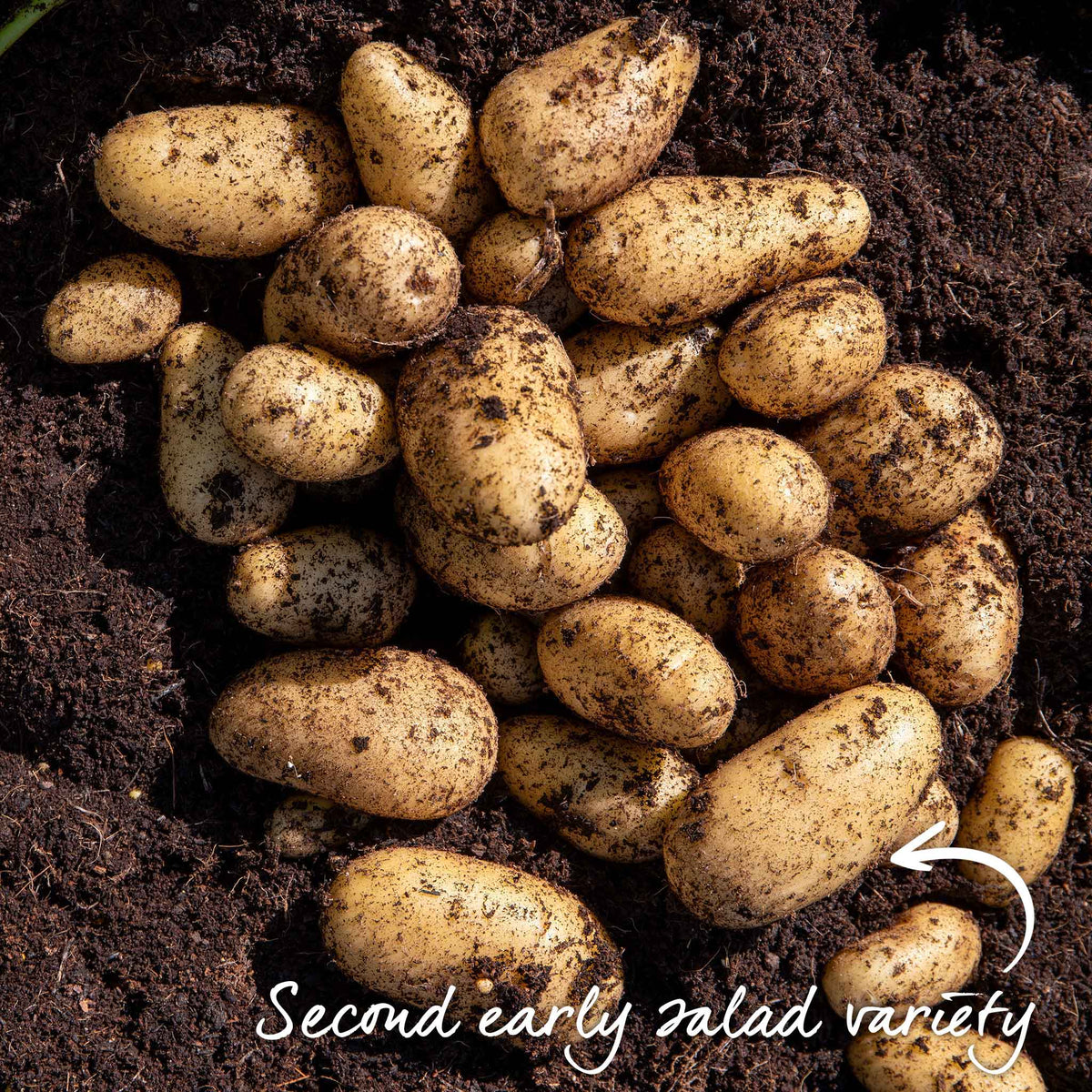 Seed Potato Small Plot Collection  (nicola, Red Duke Of York, King Edward) | Set of 1 | Multi