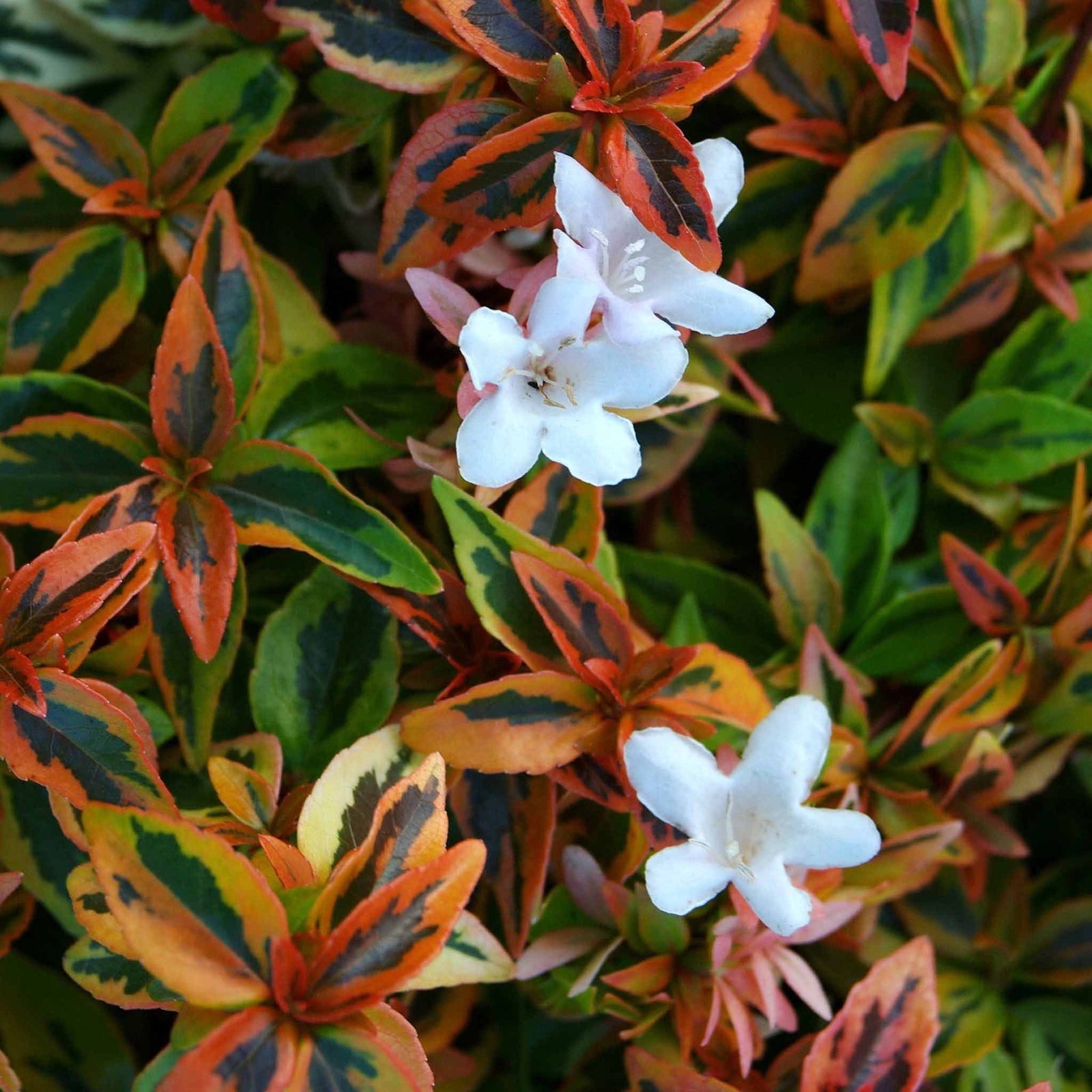 Abelia 'kaleidoscope' Compact Variegated Shrub | 1 x 9cm | Red