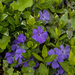 Vinca Minor 'ralph Shugart' Variegated Evergreen Groundcover | Set of 1 | Purple & Green