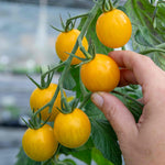 Cordon Tomato 'yellow Mimi' 9cm Plants | Set of 6