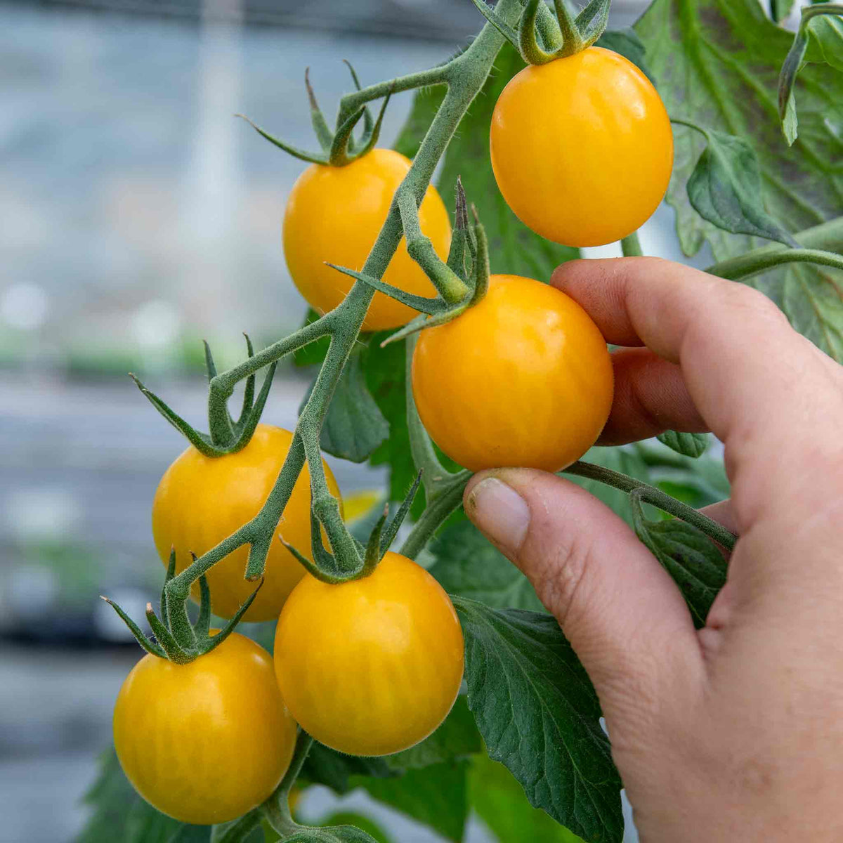 Cordon Tomato 'yellow Mimi' Plant Jumbo Plugs | Set of 6