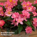 Begonia Nonstop Petticoat Garden Ready Plants | 12 x Garden Ready Plants