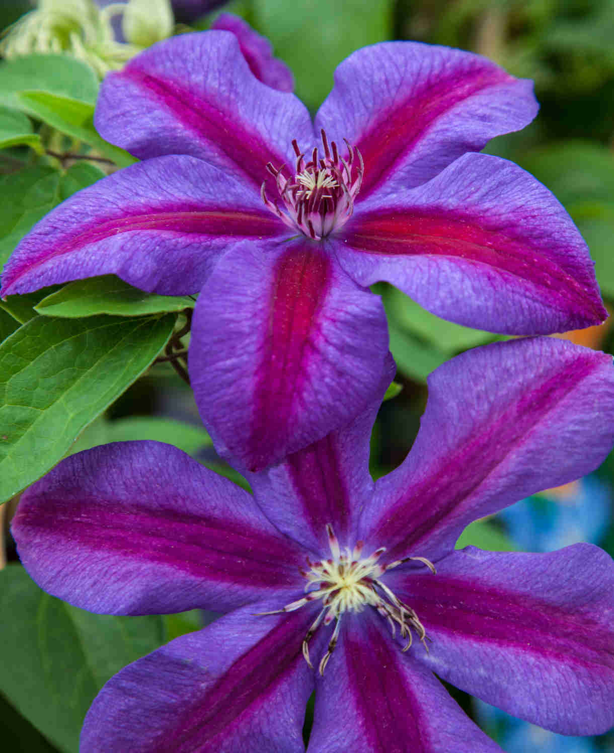 Clematis Mrs N Thompson - Large Bi Coloured Blooms | 3 x 7cm | Pink
