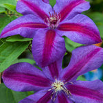 Clematis Mrs N Thompson - 7cm pots | 1 x 7cm | Pink