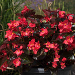 Begonia 'megawatt Red Bronze Leaf' | 12 x Plug Plants | Red