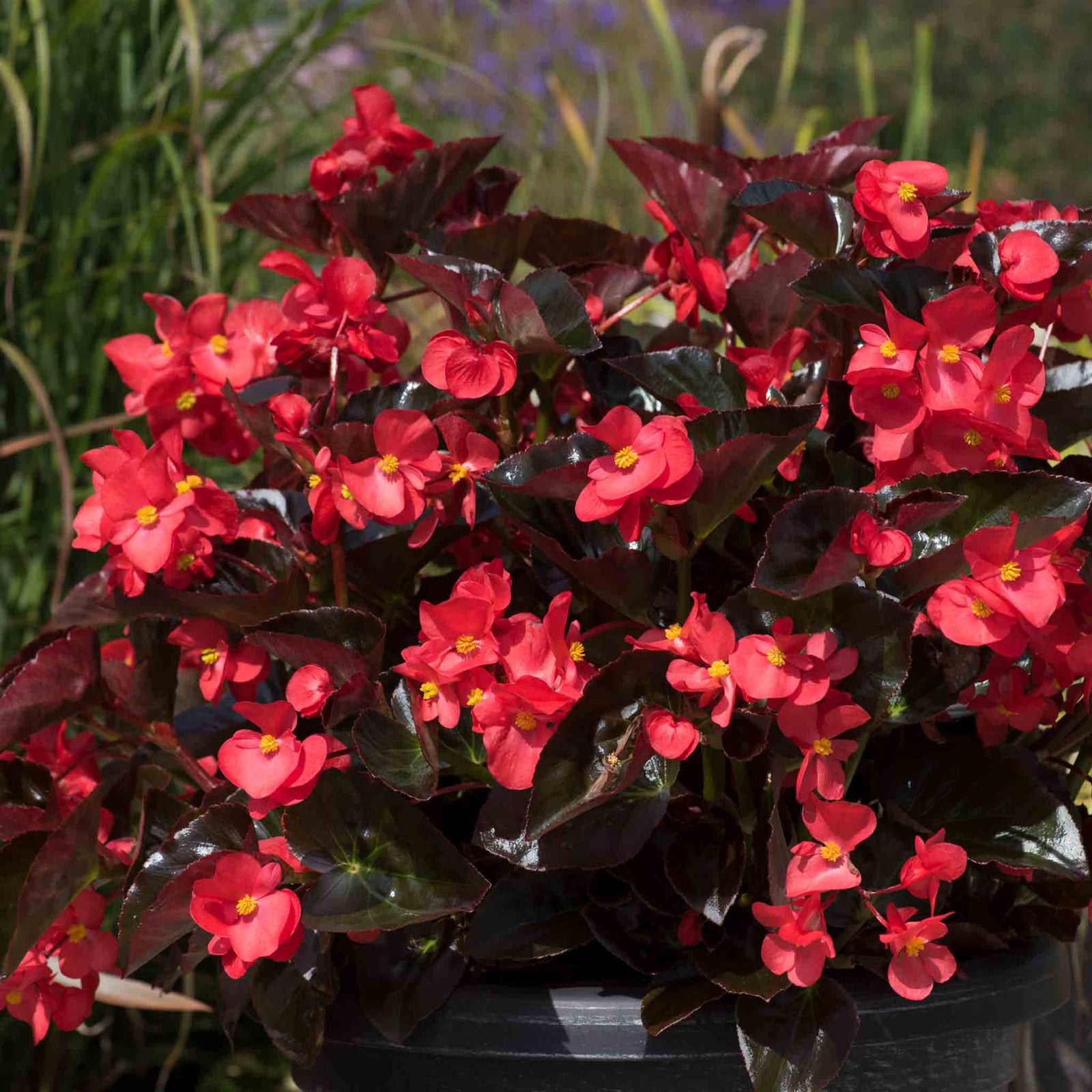Begonia 'megawatt Red Bronze Leaf' | 12 x Plug Plants | Red