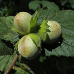 Corylus Avellana Hazelnut Fruit Tree Cobnut 3-4ft Supplied In A 3 Litre Pot