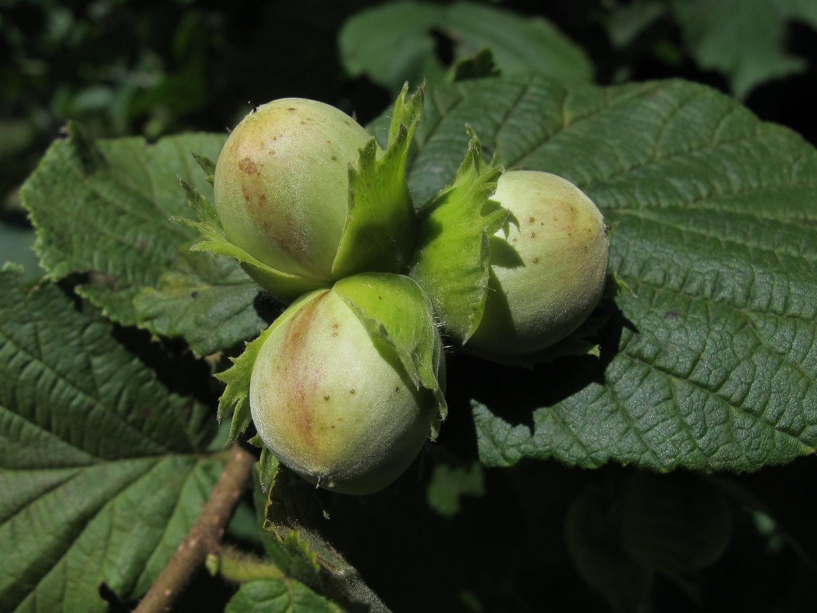 Corylus Avellana Hazelnut Fruit Tree Cobnut 3-4ft Supplied In A 3 Litre Pot