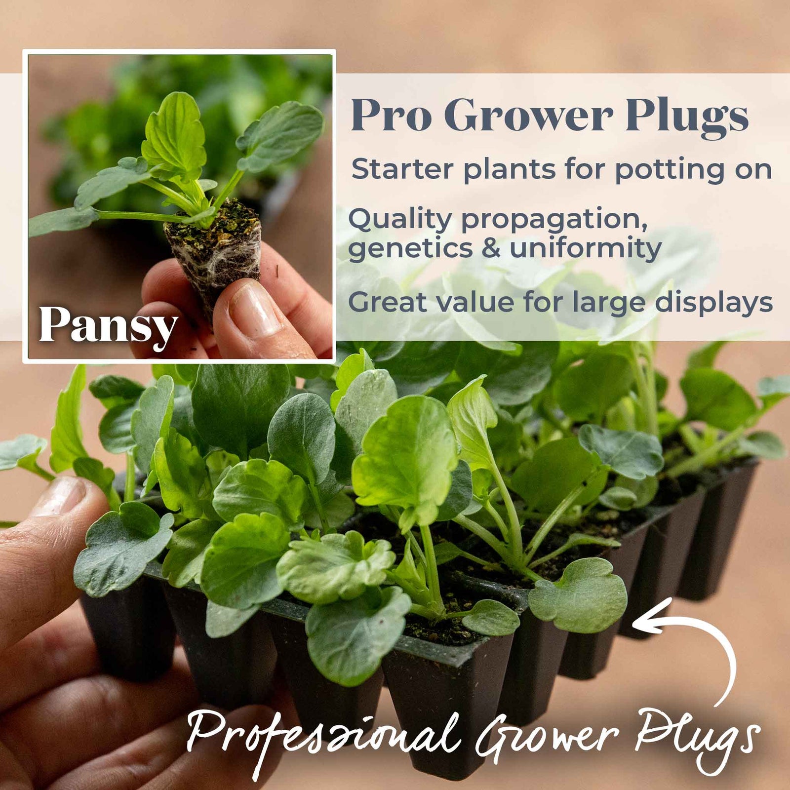 Pansy Matrix Blotched Mix Pro Grower Plugs