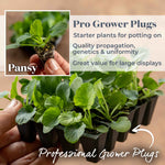 Pansy Matrix Blotched Mix Pro Grower Plugs | 12 x Pro Grower Plugs | Mixed